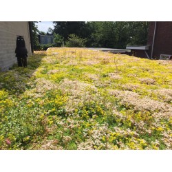 Sedummixmat met verschillende soorten sedum (foto 3)