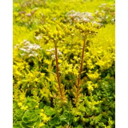 Sedummixmat met verschillende soorten sedum (foto 4)