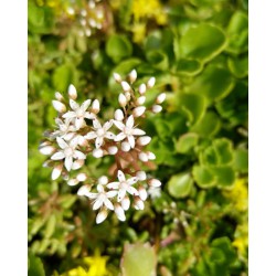 Sedummixmat met verschillende soorten sedum (foto 6)