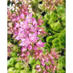 Sedummixmat met verschillende soorten sedum (foto 7)