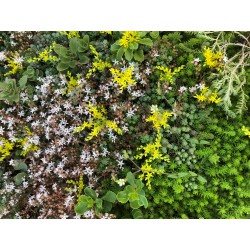 Sedumtray ECO voorbegroeid met sedum (foto 7)