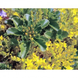 Sedumtray ECO voorbegroeid met sedum (foto 9)