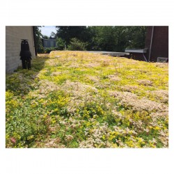 Sedumtray ECO voorbegroeid met sedum (foto 12)