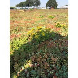 Sedumtray ECO voorbegroeid met sedum (foto 6)
