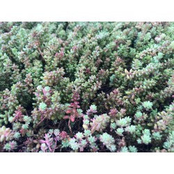 Sedumtray ECO voorbegroeid met sedum (foto 5)