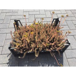 Sedum Reflexum (tray)