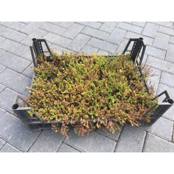 Sedum Sexangulare (tray)