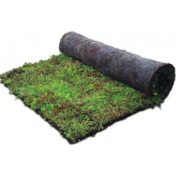 Sedummixmat met verschillende soorten sedum