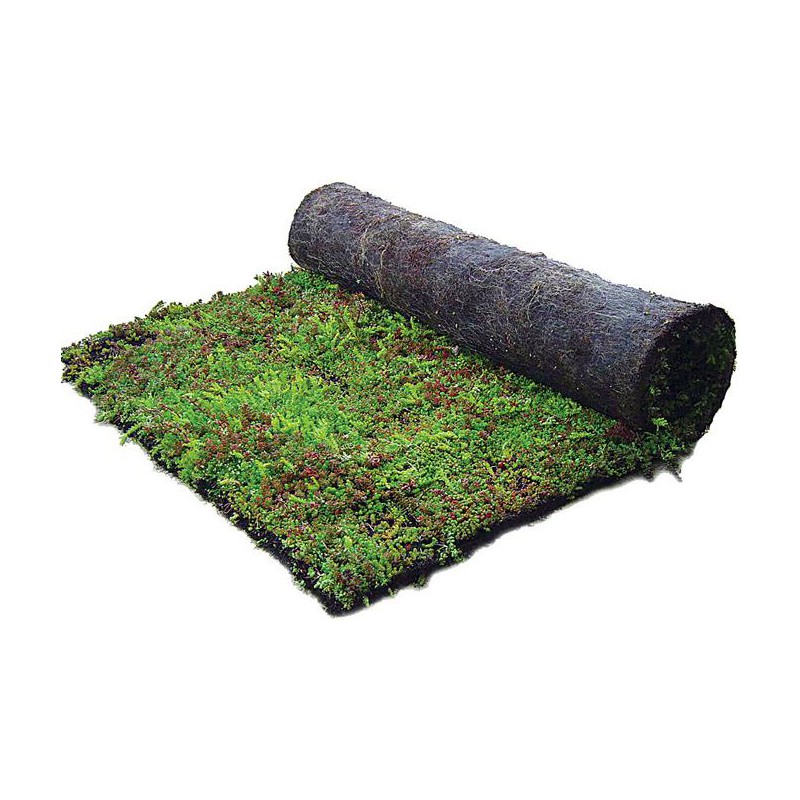 Sedummixmat met verschillende soorten sedum