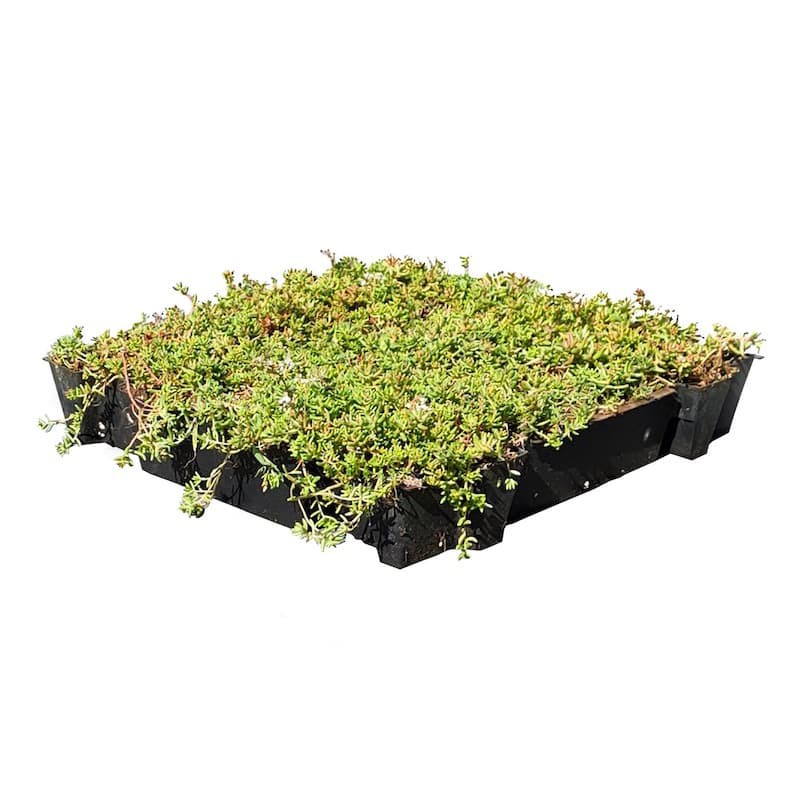 Sedumtray ECO voorbegroeid met sedum