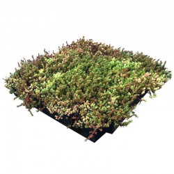 Sedumtray ECO voorbegroeid met sedum (foto 4)