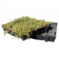 Sedumtray ECO voorbegroeid met sedum (foto 2)
