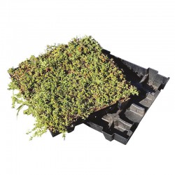 Sedumtray ECO voorbegroeid met sedum (foto 3)